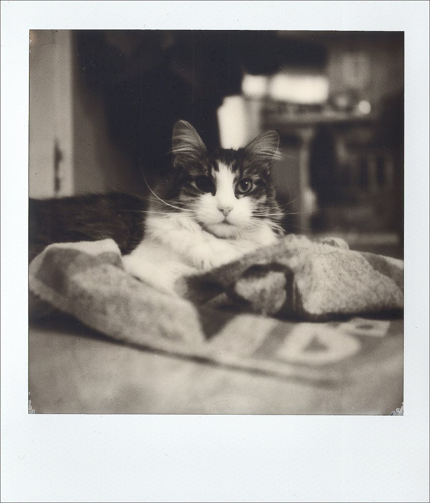 201703-Polaroid-SX70-1.jpg