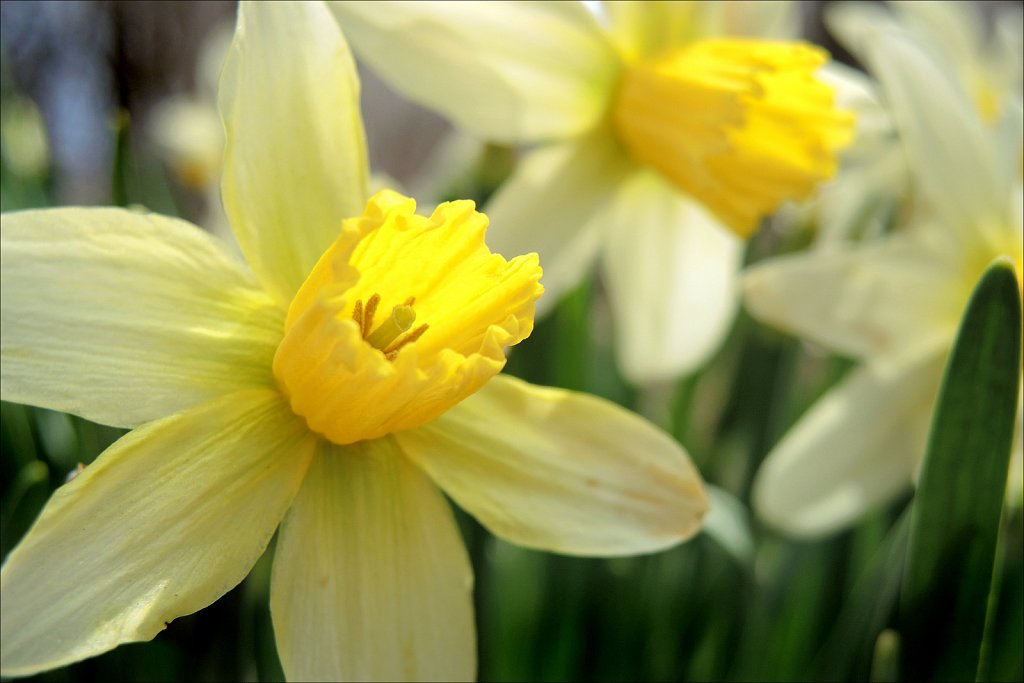 Daffodil 03