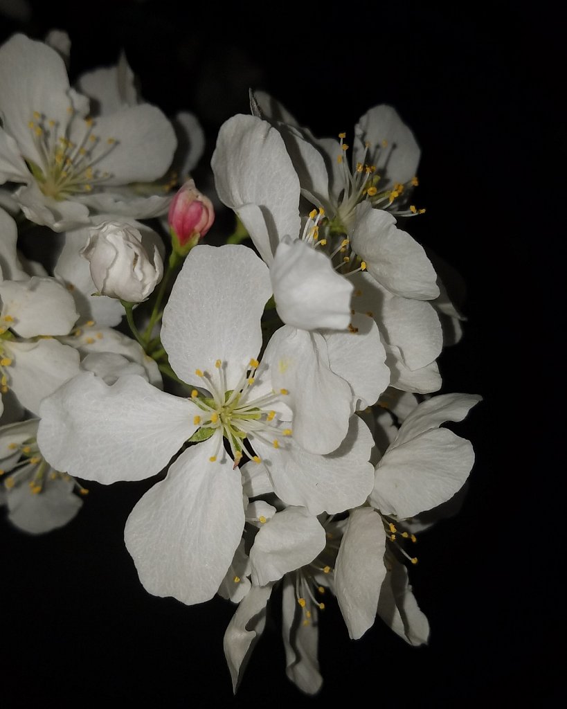 Nighttime Blossoms 