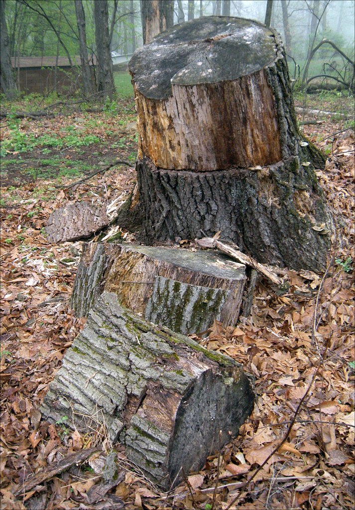 Stumped
