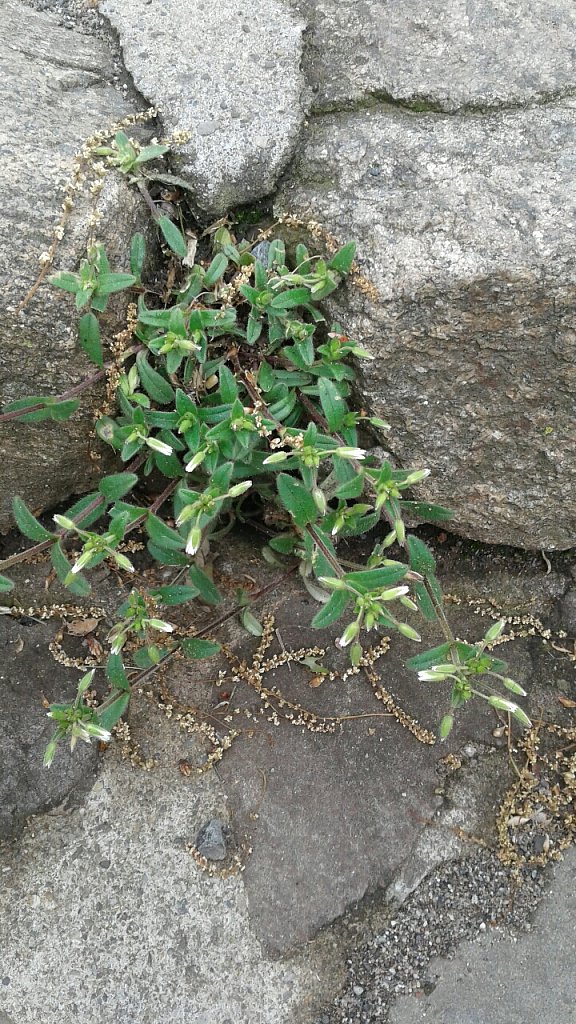 Rock Flowers 