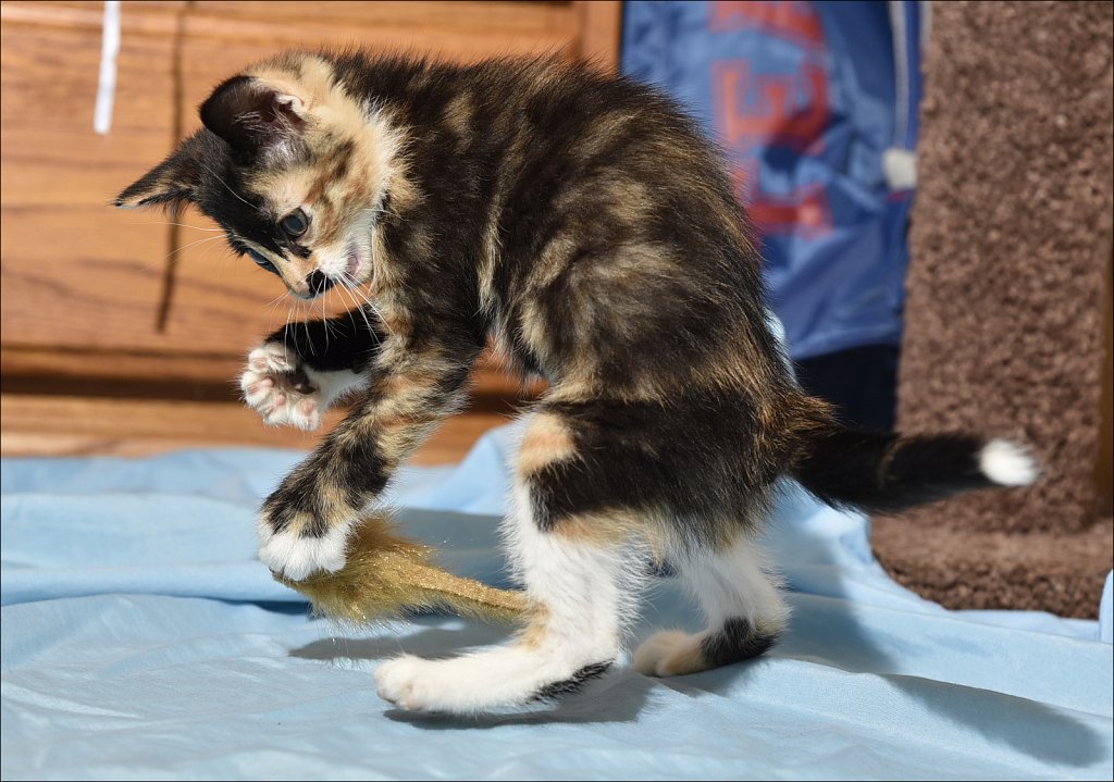 Kung-Fu Kitty