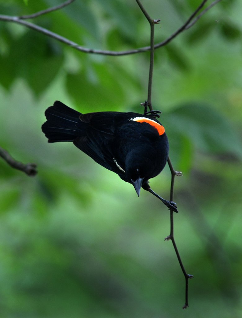 Red Wing Blackbird