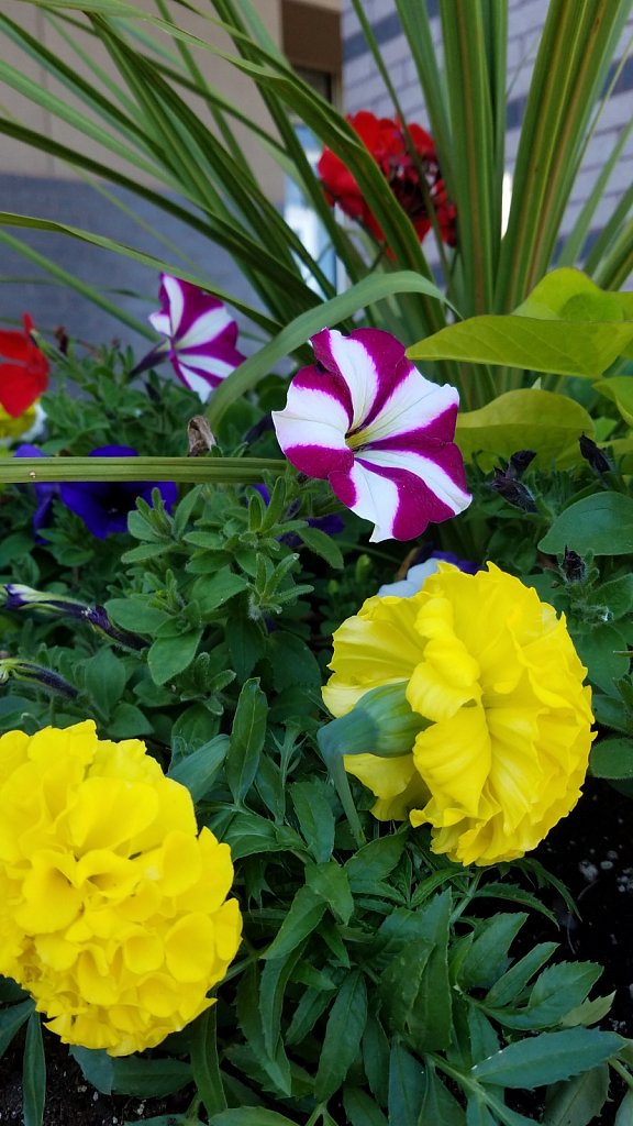 Perks of Being a Mall Flower 