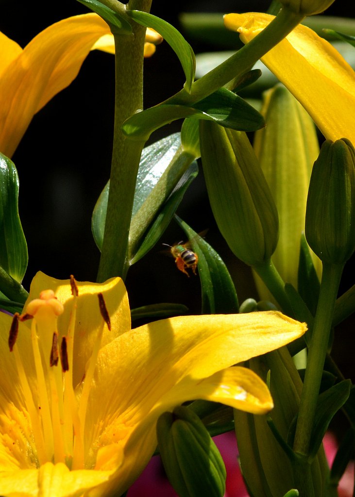 To-Bee-or-Not-to-Bee.JPG