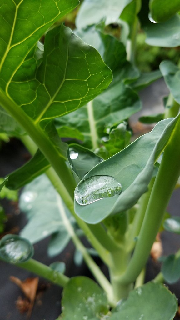 Broccoli After Rain