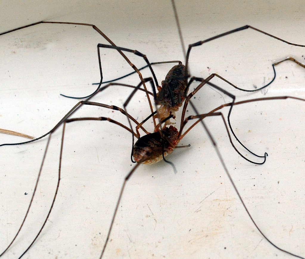 Daddy-Long-Legs-Wrestling-Match.jpg