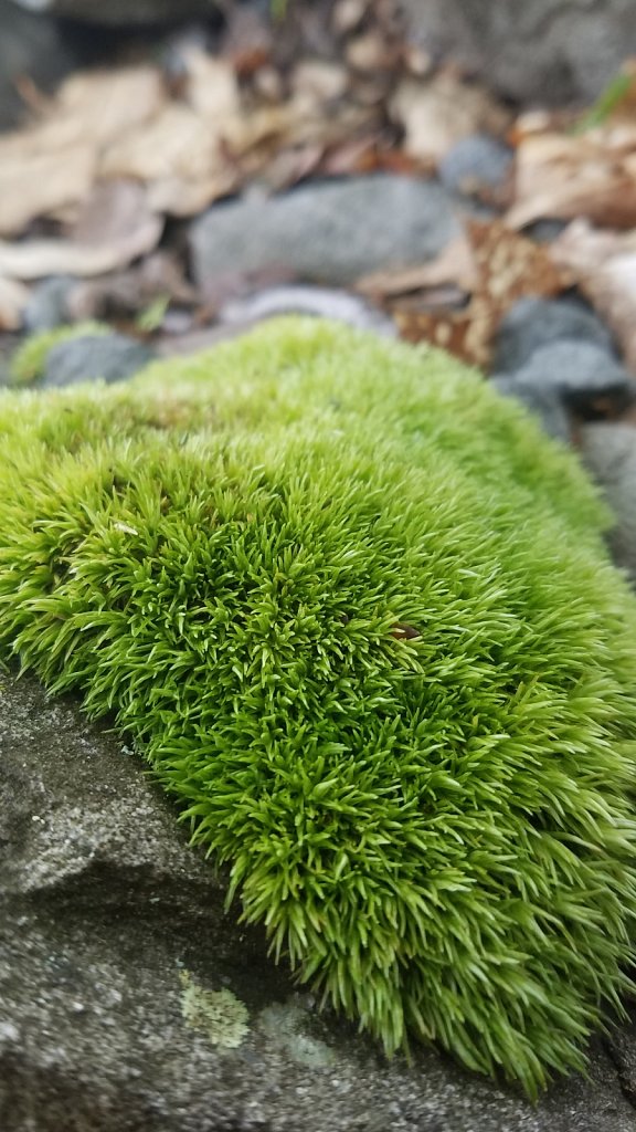 Fuzzy Moss 