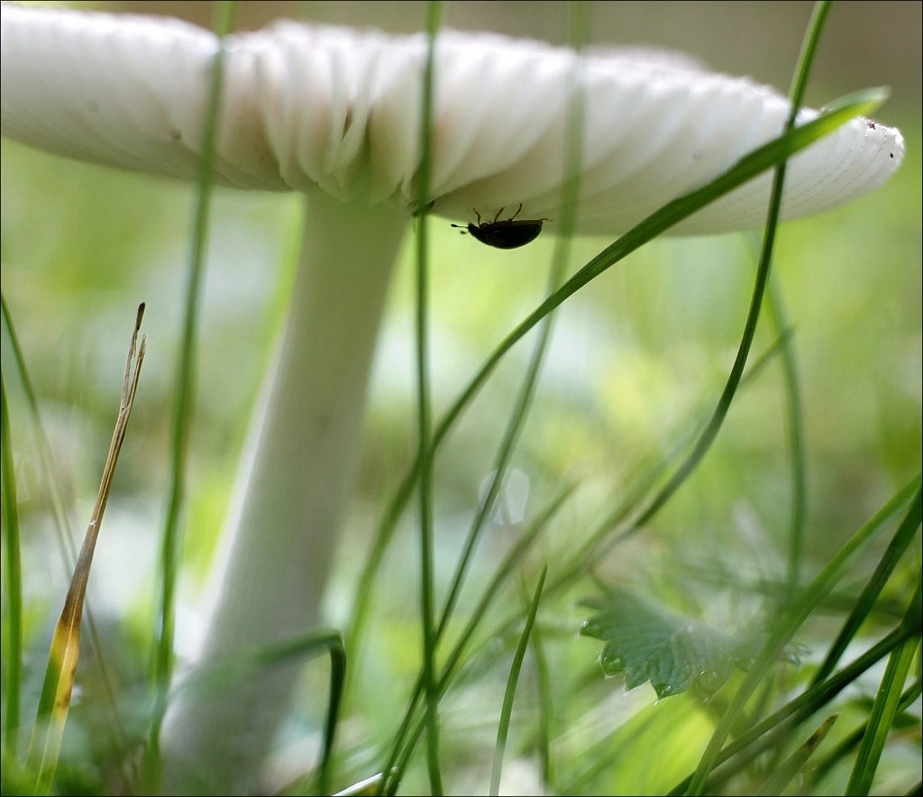 Living Under a Shroom