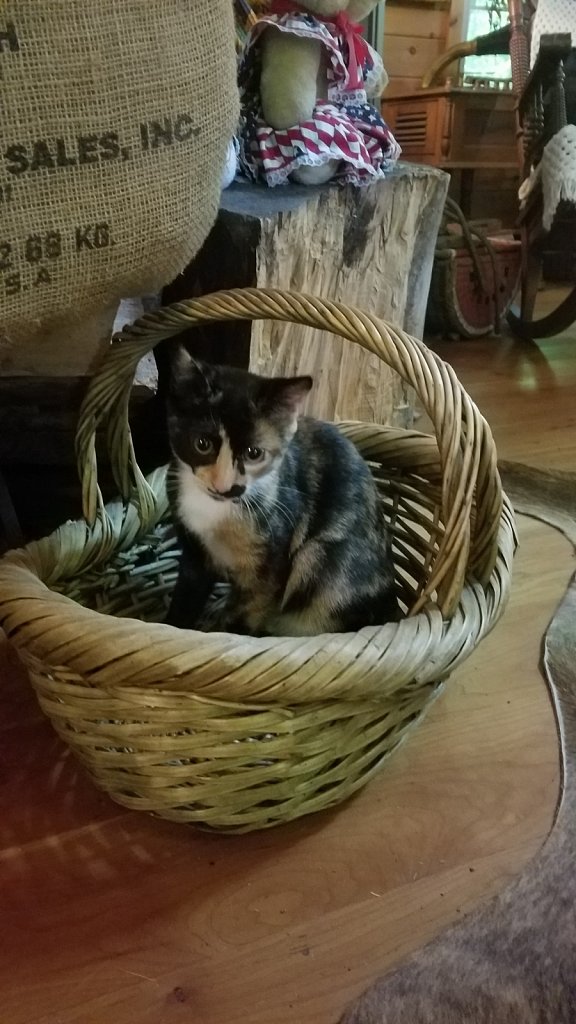 Basket Kitty