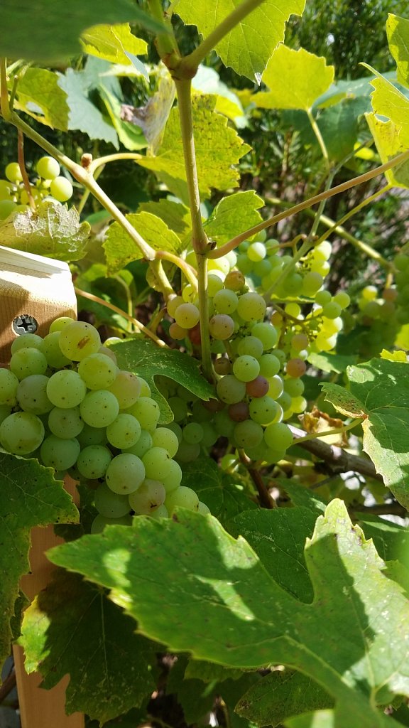 Fruit of Knowledge 