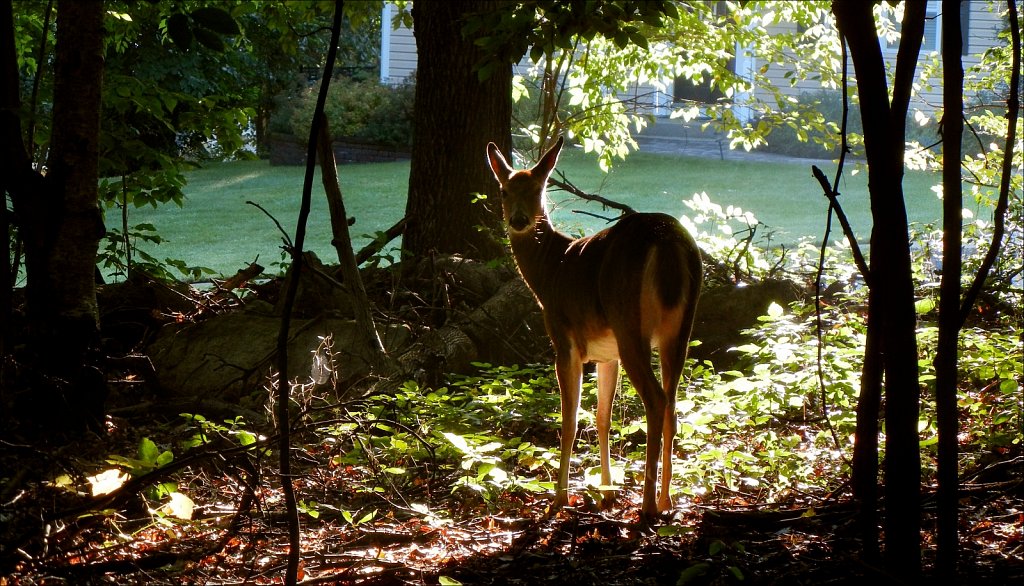 Backlit Deer