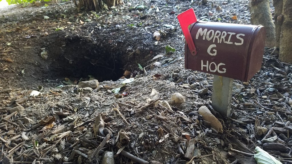 Morris G. Hog