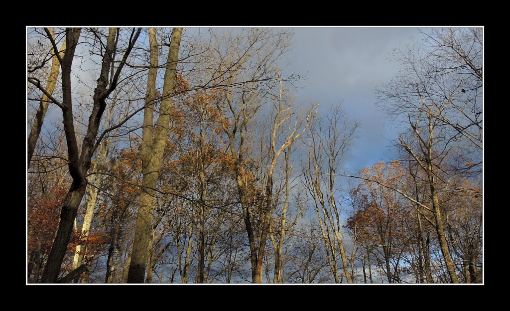 Tree Tops in AM Light