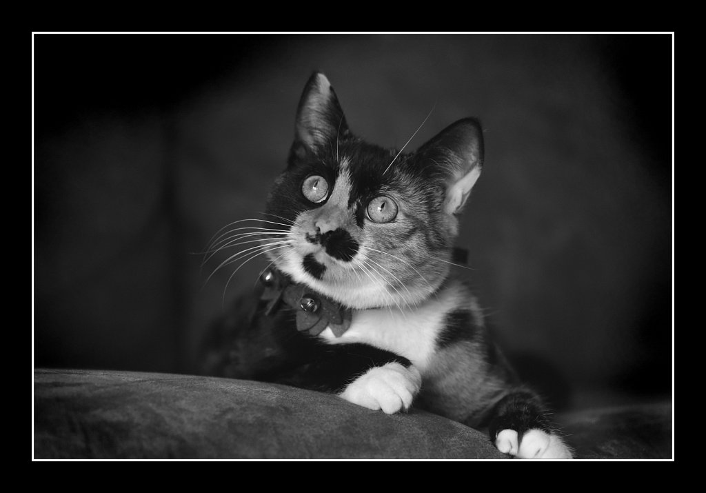B&W Kitty