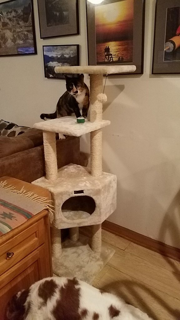 Spoiled Kitty