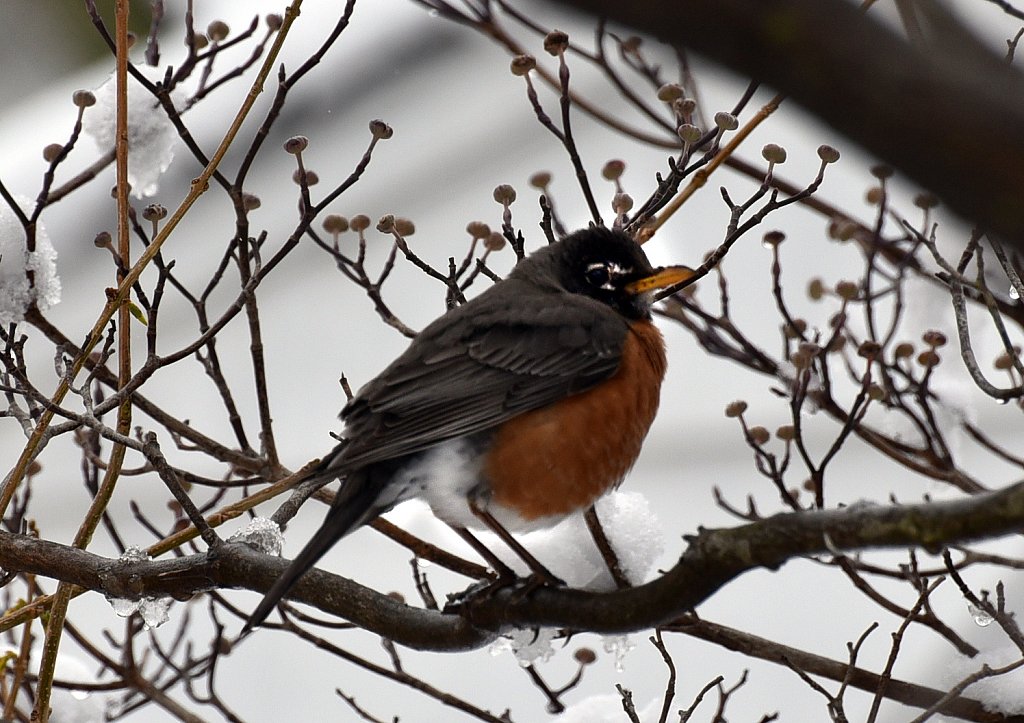 Robin-in-snow-3786-copy.jpg