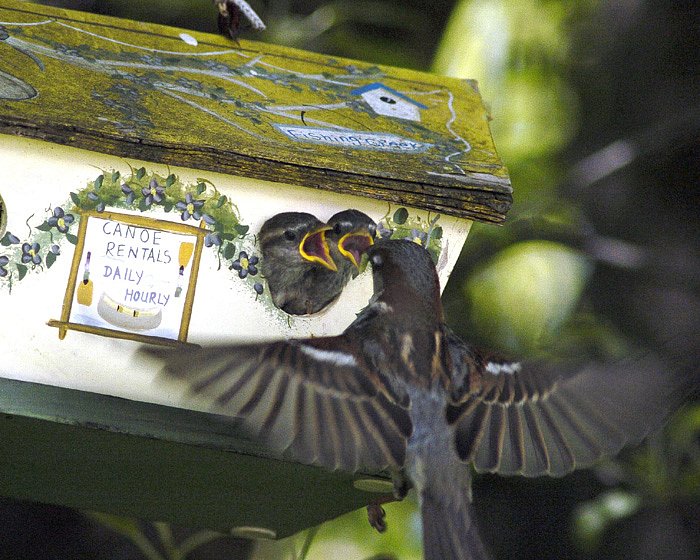 Bird-feeding-babies-DSC527-copy-Copy.jpg