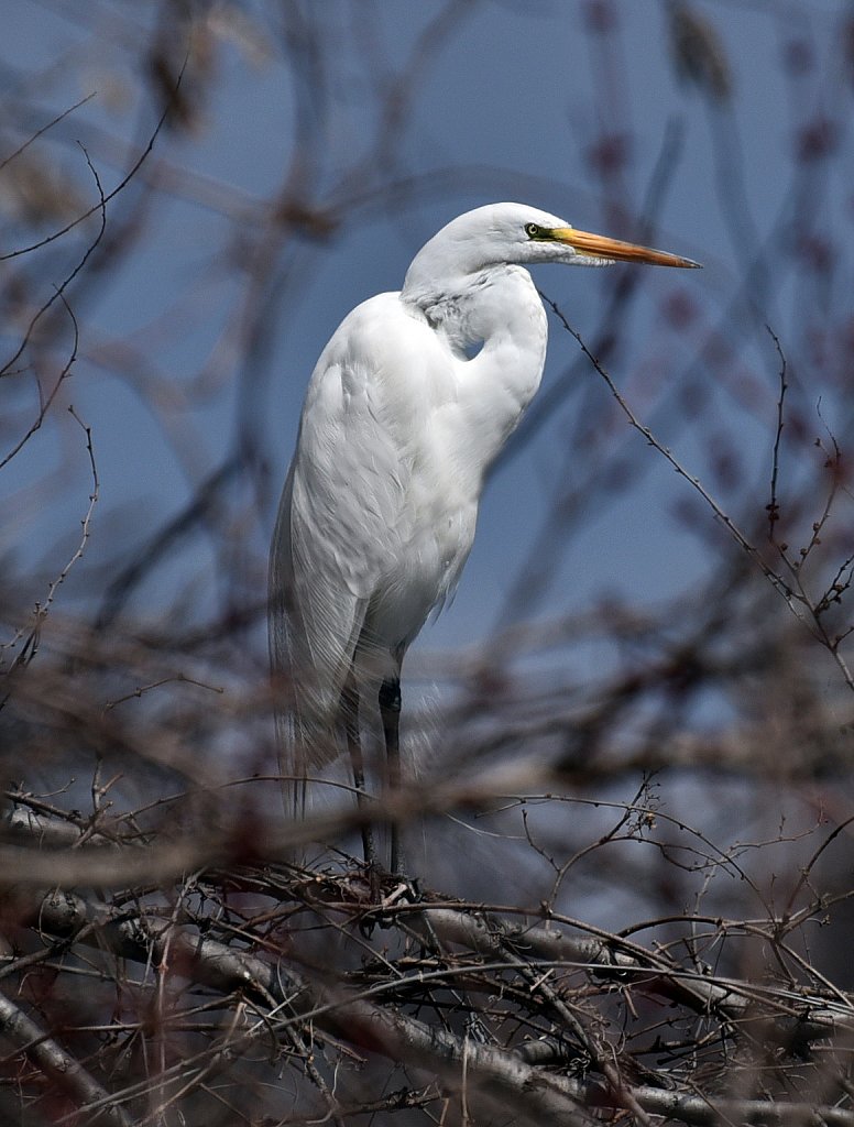 White-Egret-4092-copy.jpg