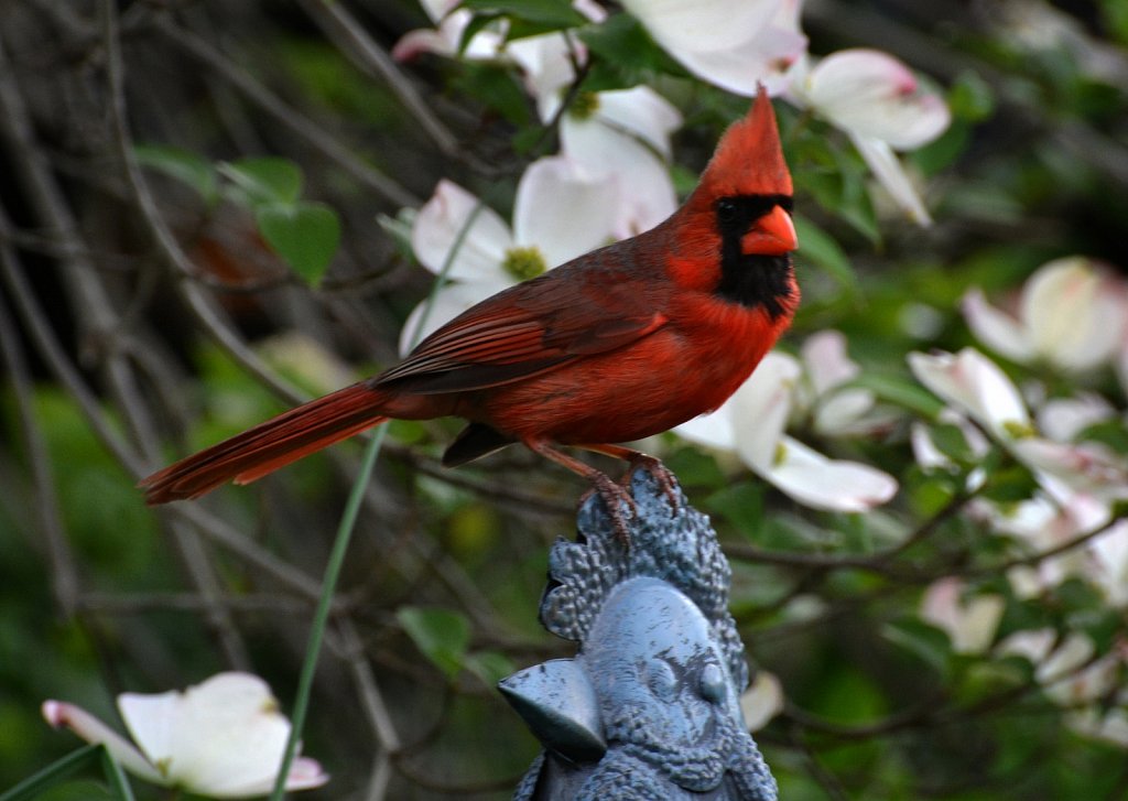 RG2-9133-cardinal-copy.jpg