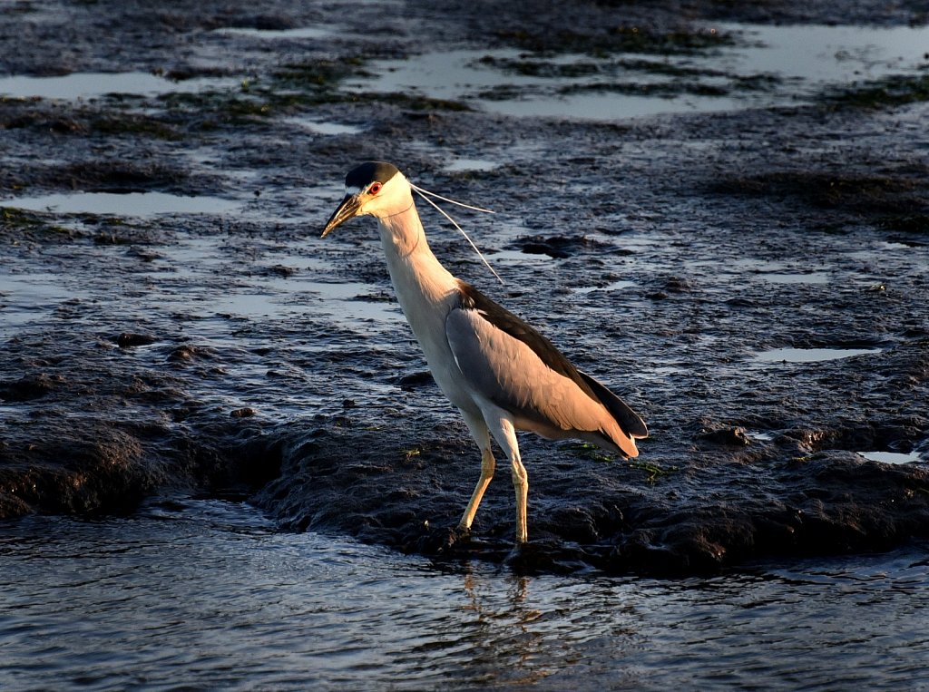 Black-crowned night Heron