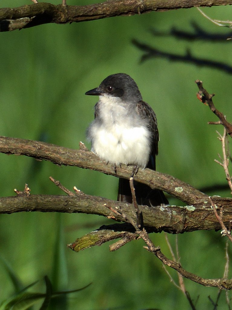 Eastern Kingbird