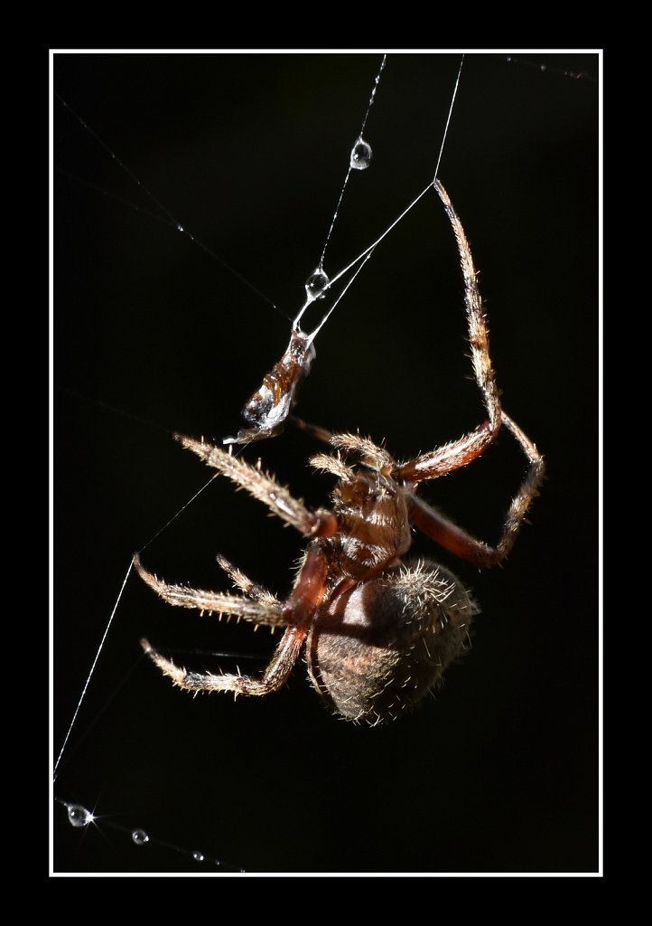 Spider with Prey