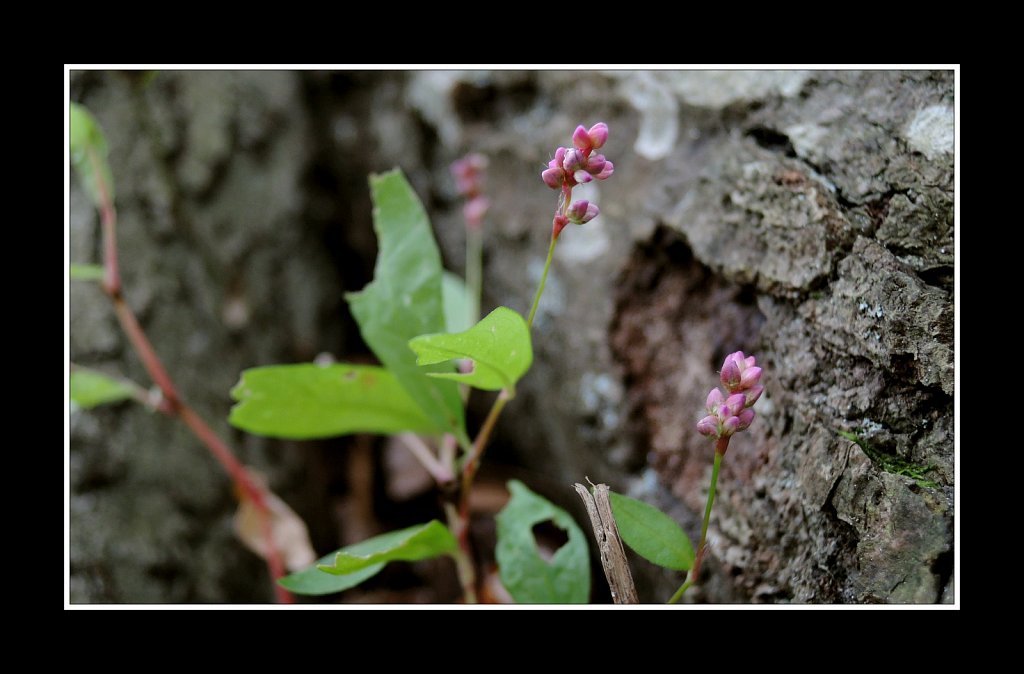 Hedden County Park