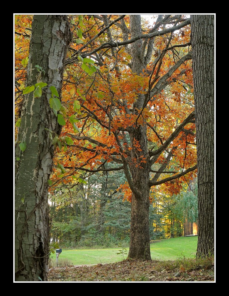 Fall Oak