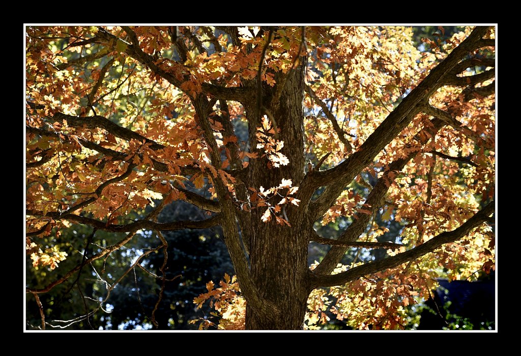 Fall Oak