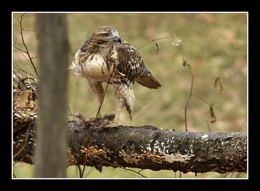 Red Tail Hawk