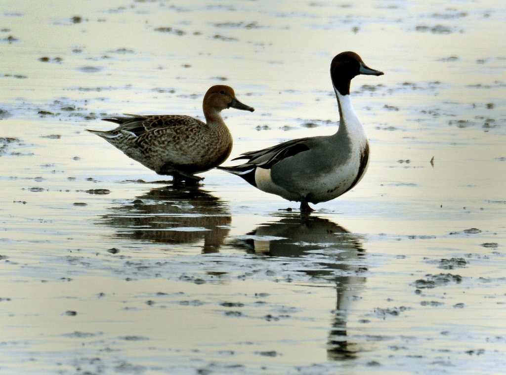 Northern-Pintail-4021.jpg