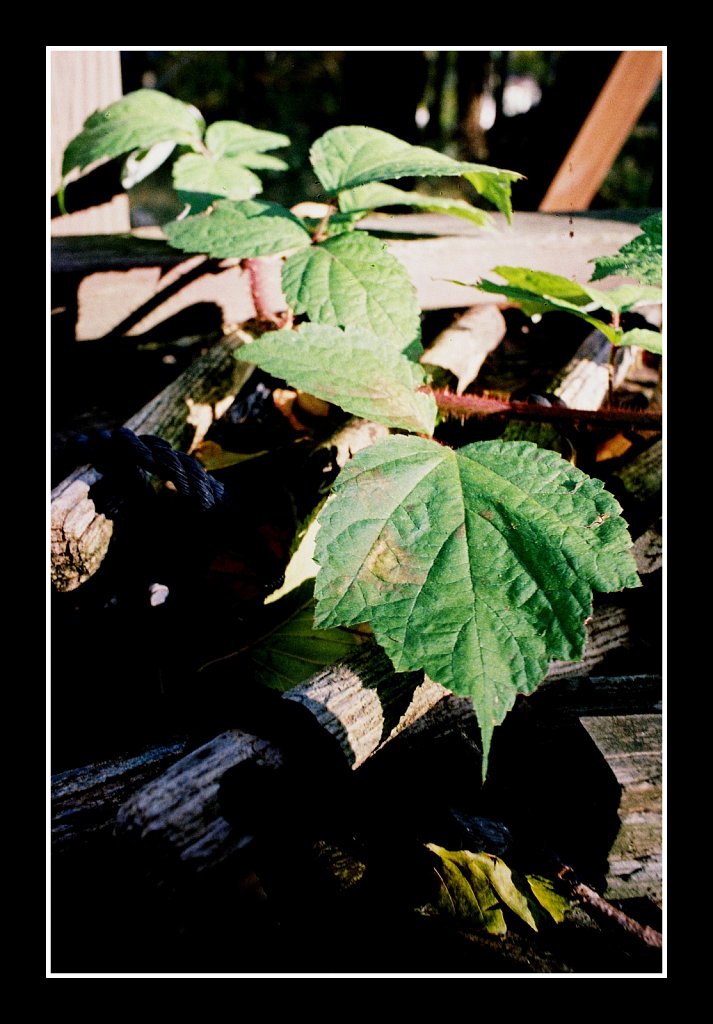 2018260F-Roll1-917-00-36A.jpg