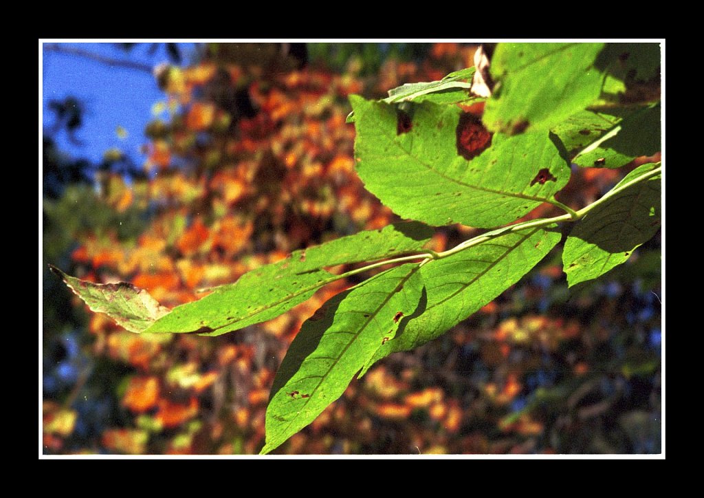 Colors of Fall 2018