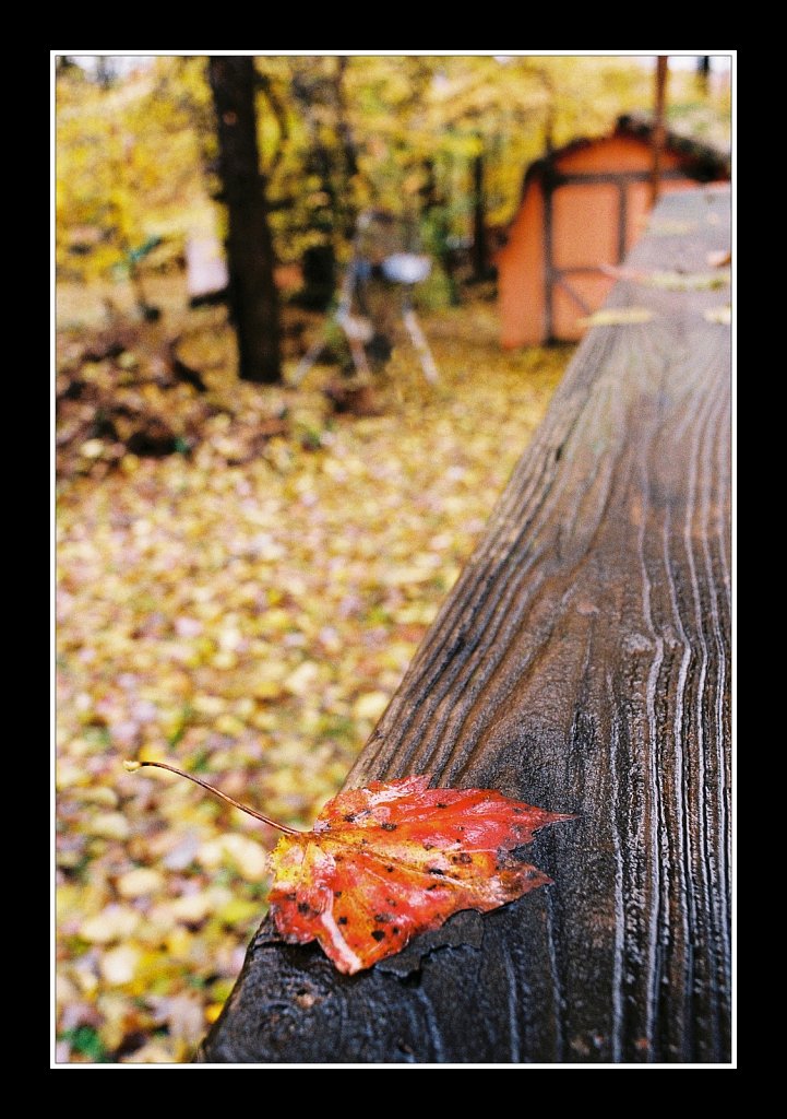 Falling Leaf