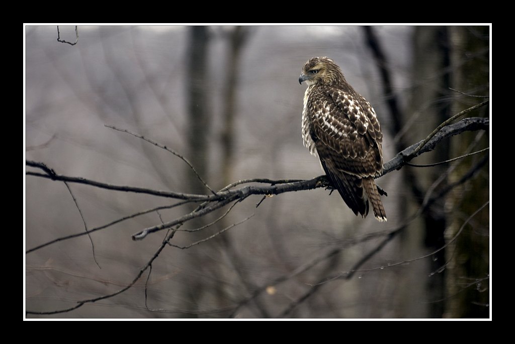 Red Tali Hawk