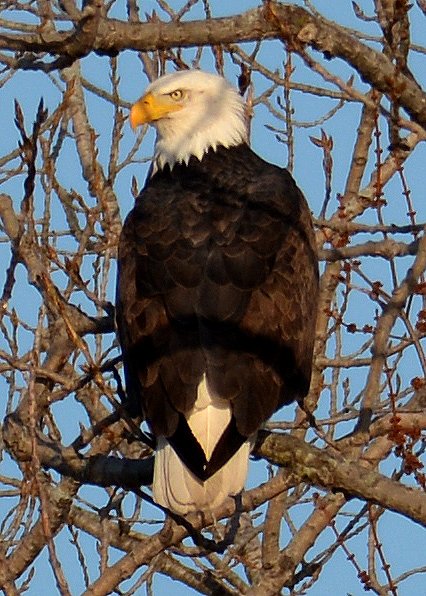 Bald Eagle