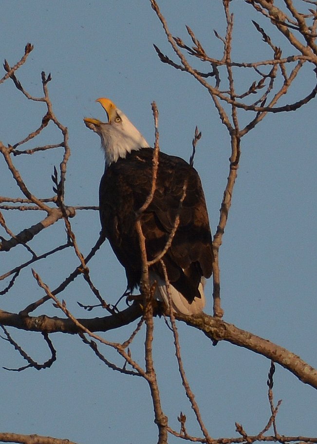 Bald Eagle