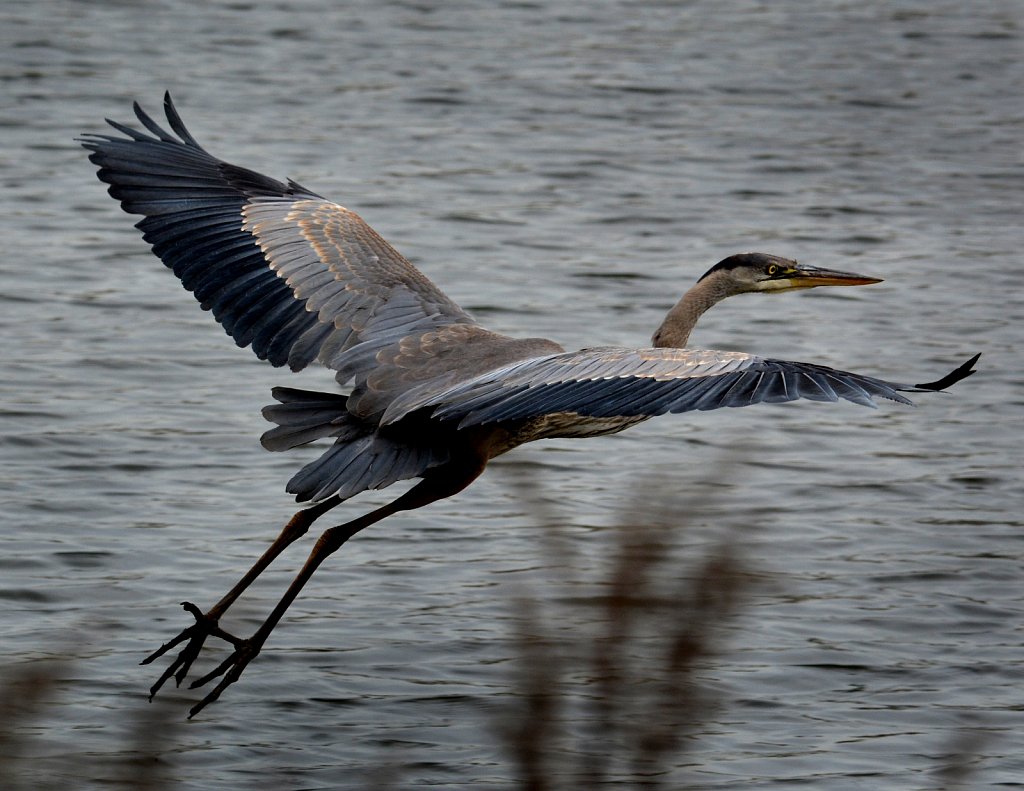 Great Blue Heron