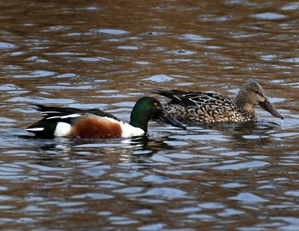 Northern Shoveler