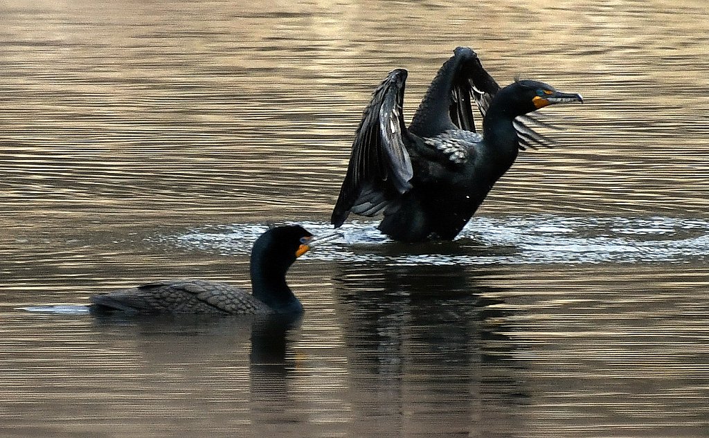 Double Crested Comorant 