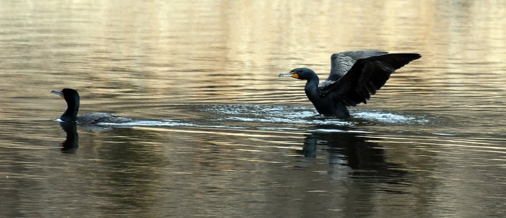 Double Crested Comorant