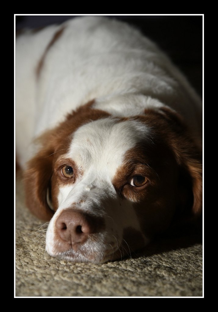 Sleepy Copper