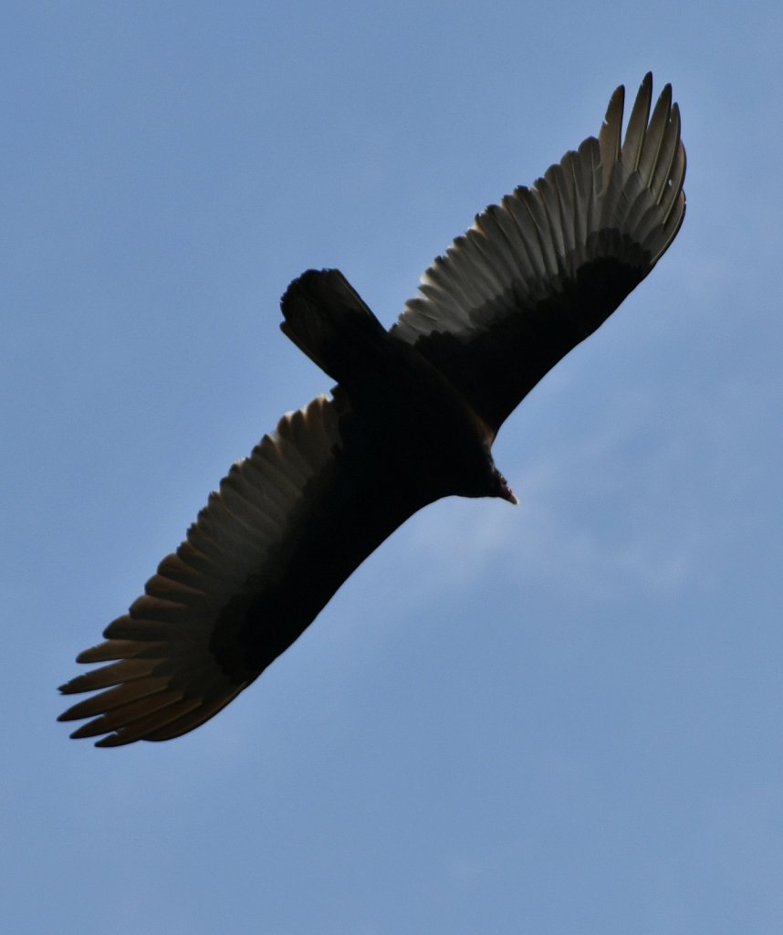 Turkey-Vulture-0613.jpg