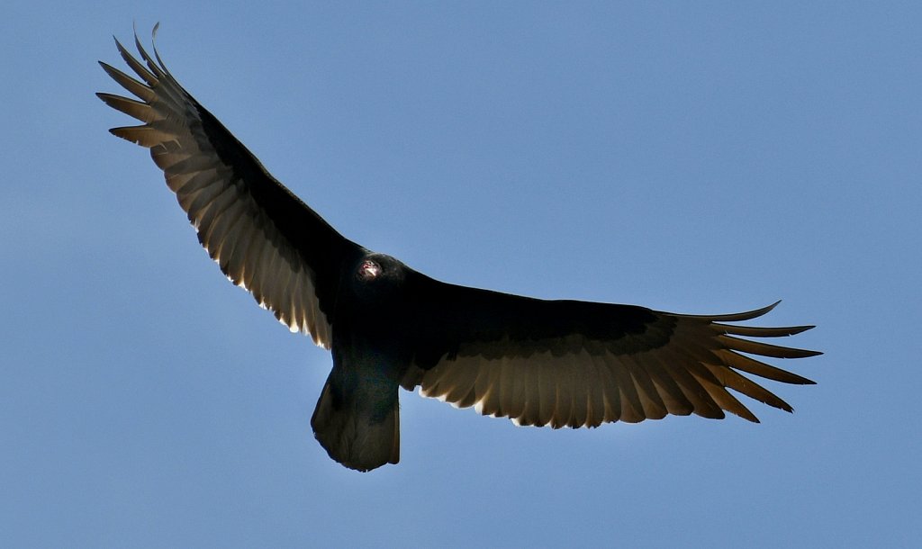 Turkey-Vulture-0610.JPG