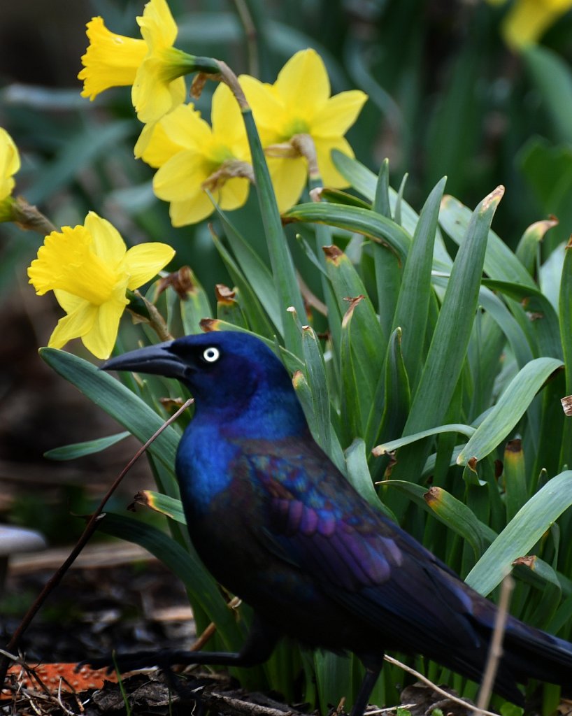 Common Grackle