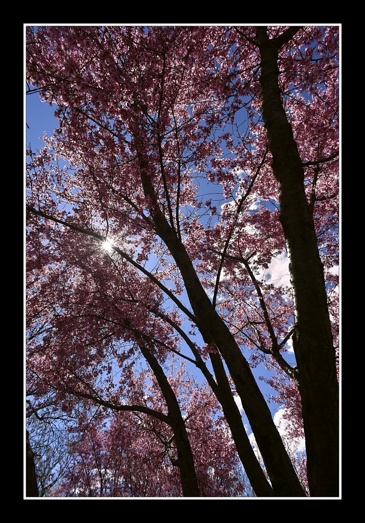 Branch Brook Park