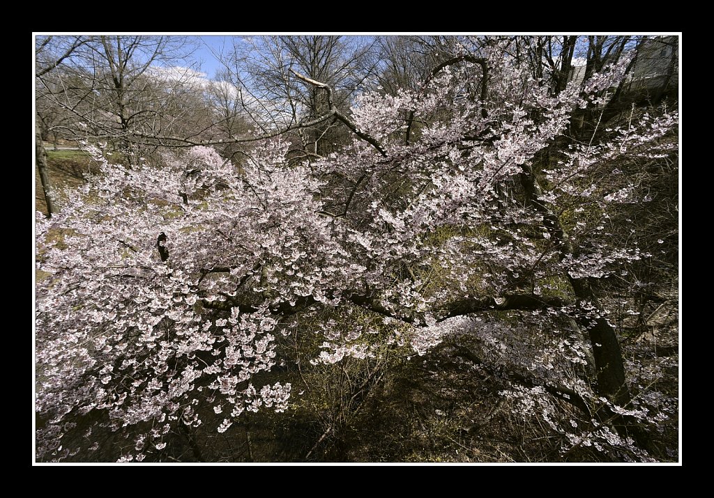 Branch Brook Park