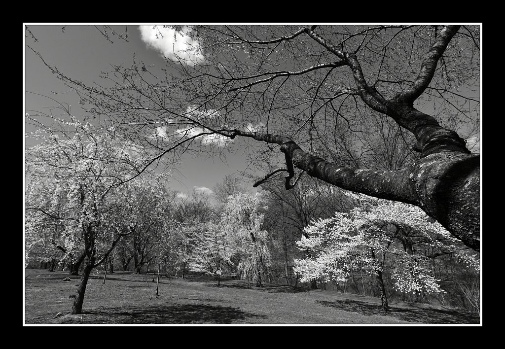 Branch Brook Park