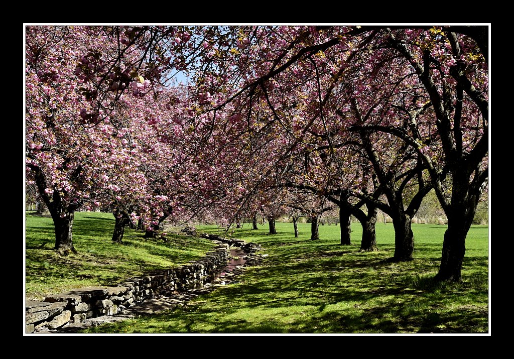 Blossoms at Hurd Park